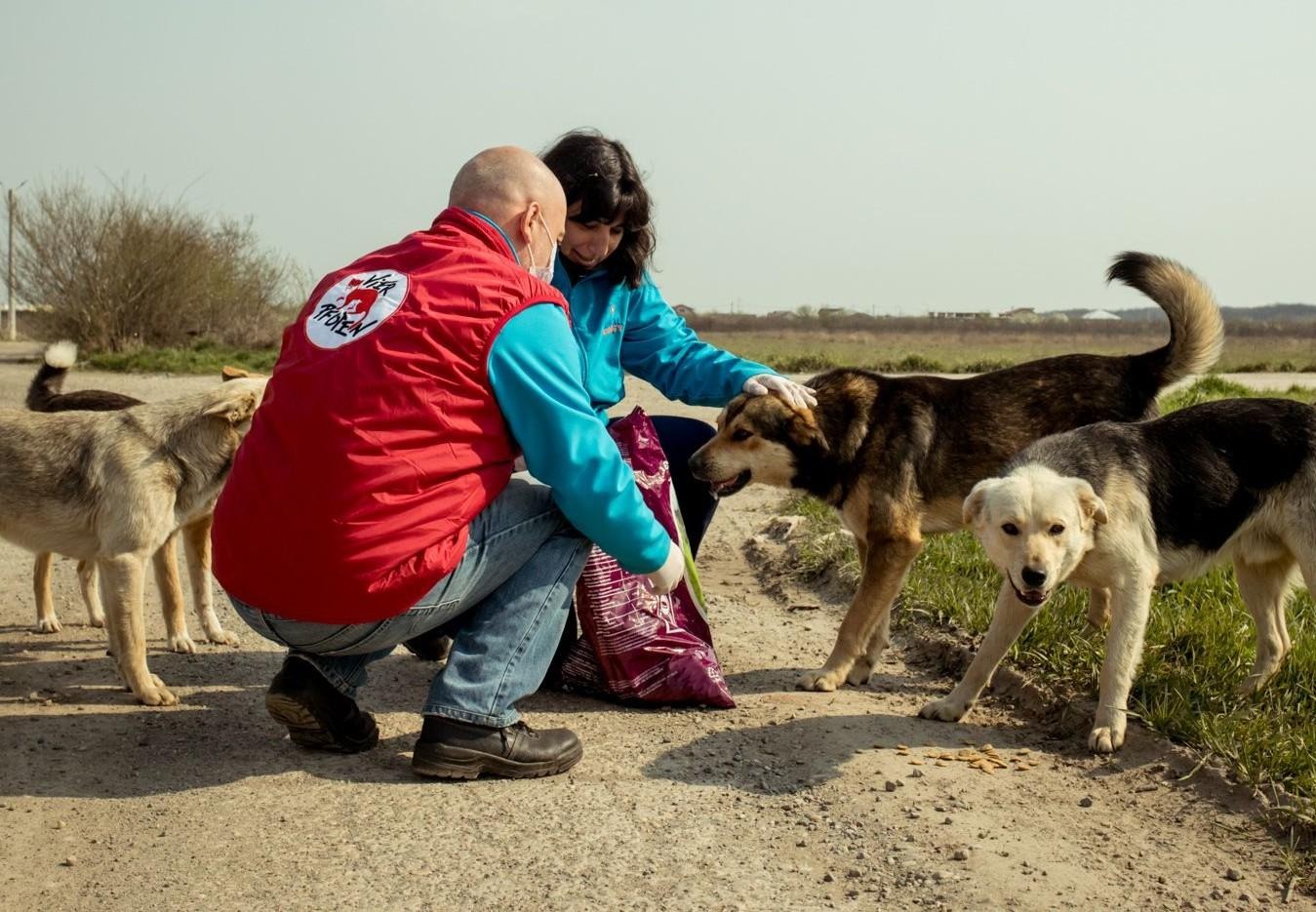 Stray to Stay: How Rescued Animals Transform Homes & Hearts.