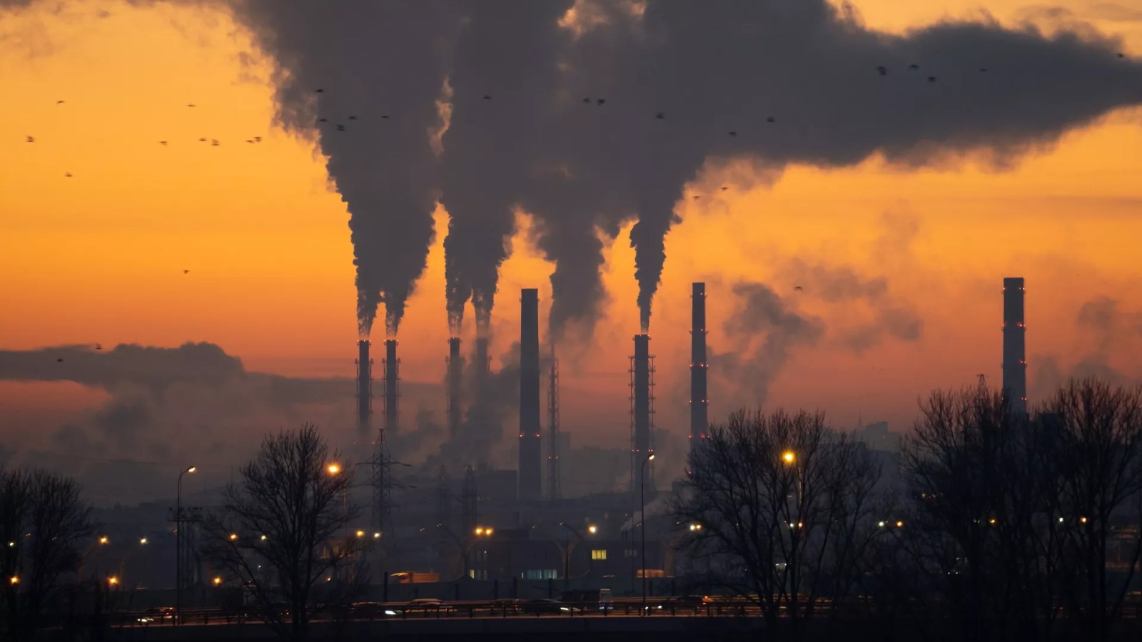 The Hidden Impact of Urban Pollution on Pet Health.