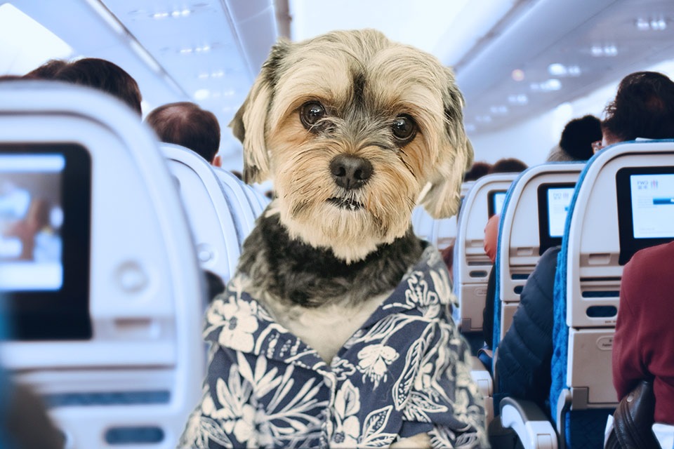 Traveling with Pets: Best Airlines, Hotels, and Tips for Stress-Free Trips.