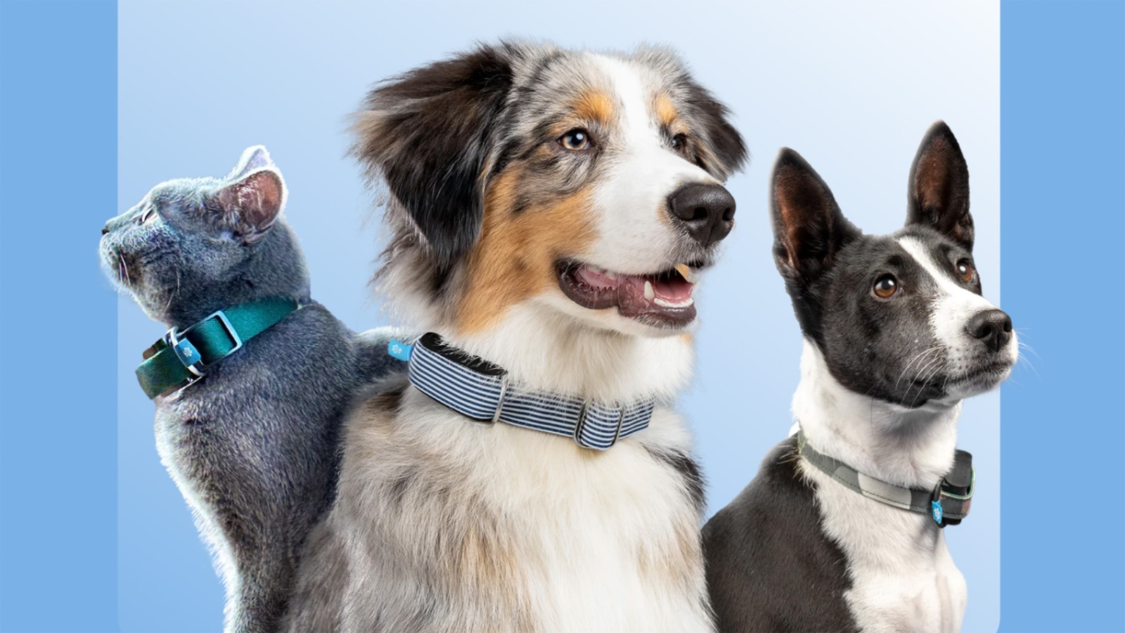 Smart Pet Tech in 2025* – From AI feeders to health-monitoring collars.
