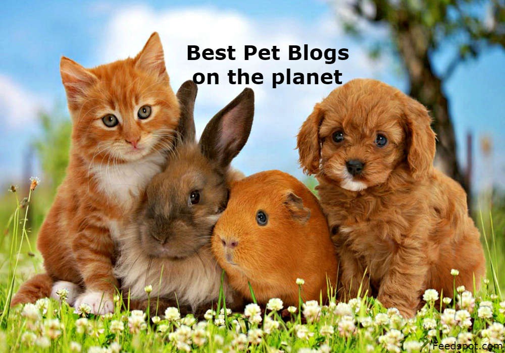 6 Of The Best Pet Blogs On The Internet* – The Pet Express highlights six top pet blogs offering information, articles, and fun stories about beloved pets.