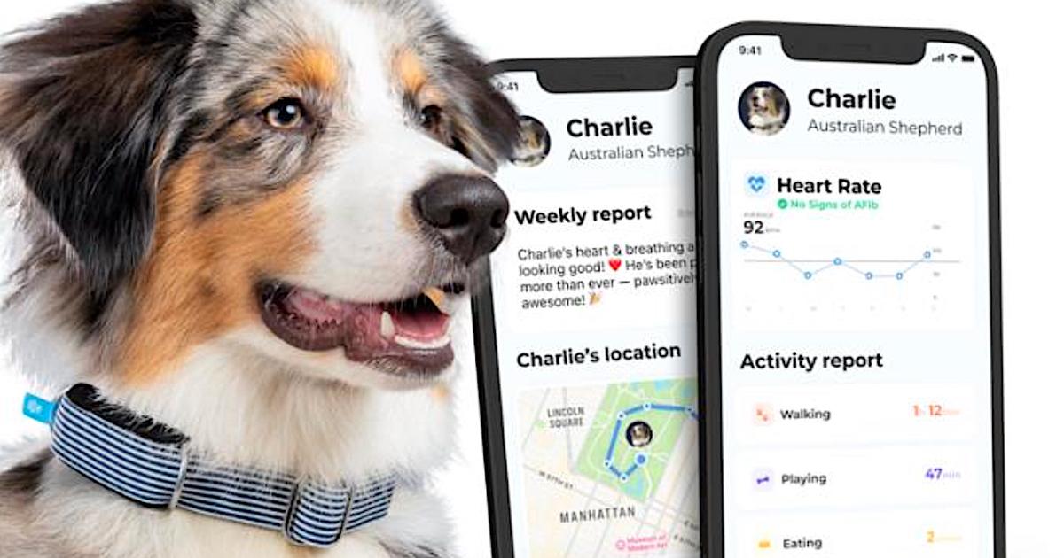 Pet Tech 2025: Smart Collars, GPS Tags, and AI Health Trackers.
