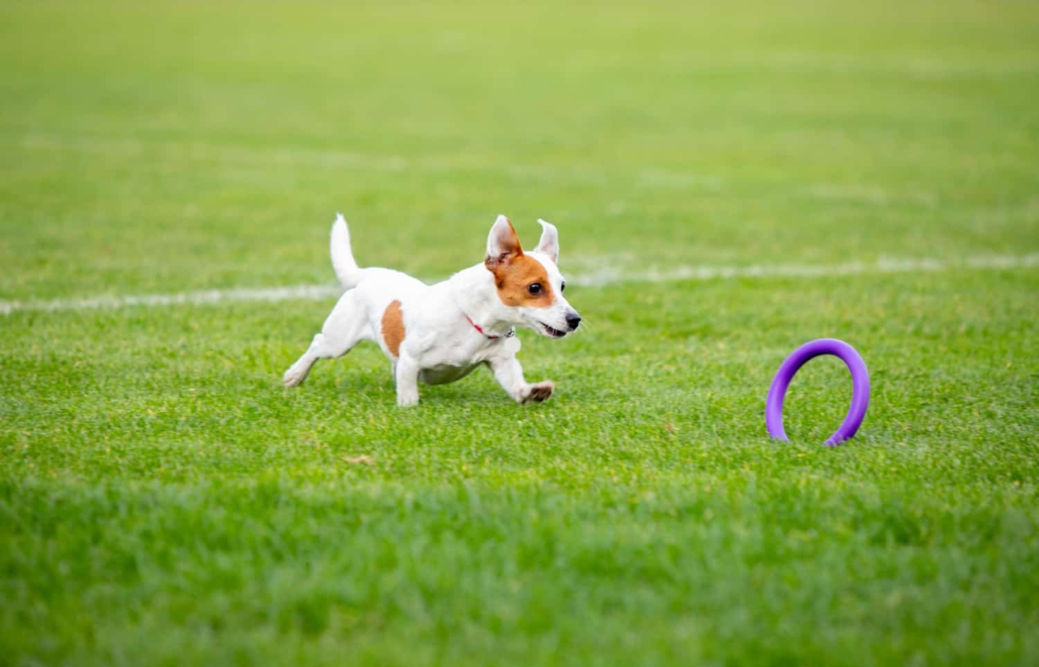 Pet Fitness: Fun Workouts to Keep Your Pet Healthy.