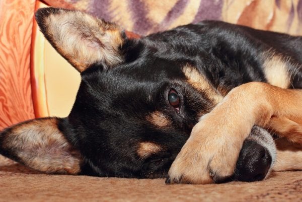 Dogster – Bimonthly magazine and website covering dog lifestyle, behavior, health, and entertainment.
