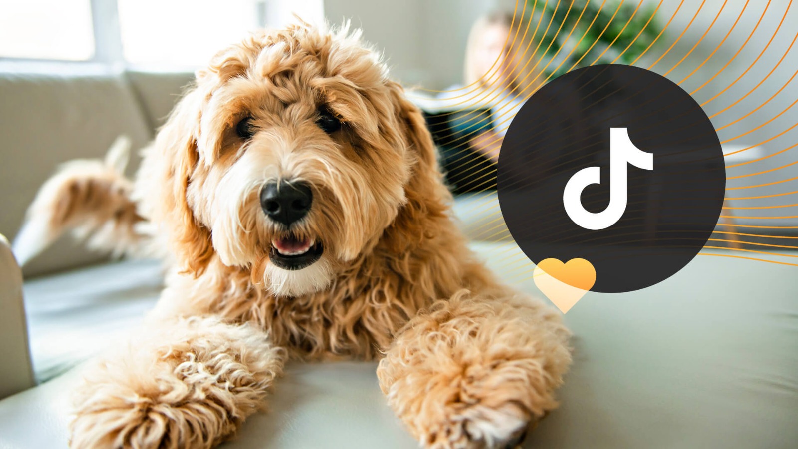 Pet Influencers: How Animals Are Taking Over Instagram & TikTok.