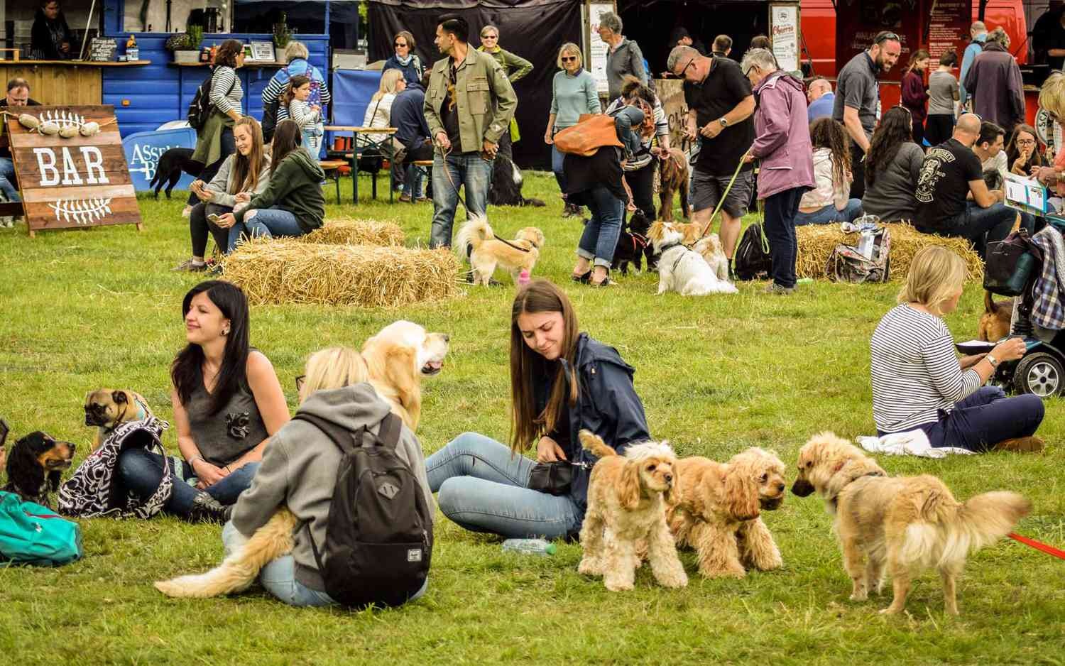 Pets in traditional festivals: cultural perspectives & animal welfare concerns.