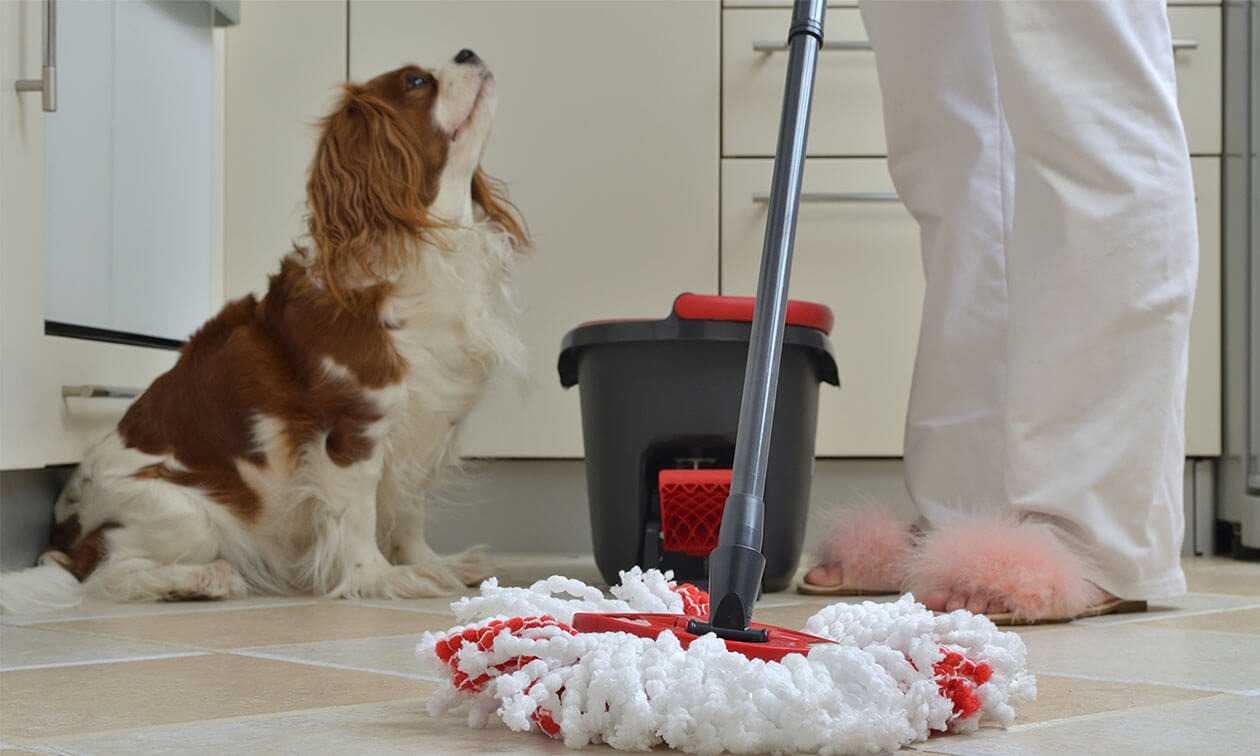 Pet-safe cleaning agents: how common household cleaners affect animal health.