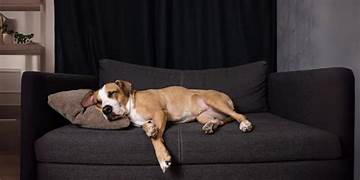 Do Pets Dream? What Science Says.