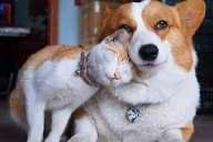 ⁠Cross-species friendship stories (e.g. dog & bird / cat & rabbit) – what works & what to watch.