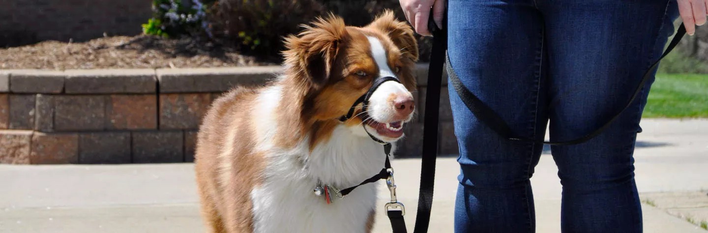 *Coastal Pet Blog (PetKORE)* – Coastal Pet discusses essential products like the Walk Right!® Front-Connect Padded Dog Harness and Train Right!® Dog Training Clicker to enhance training sessions.