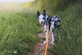 Phoenix Dog Training – Why a Leash or Drag Line Works