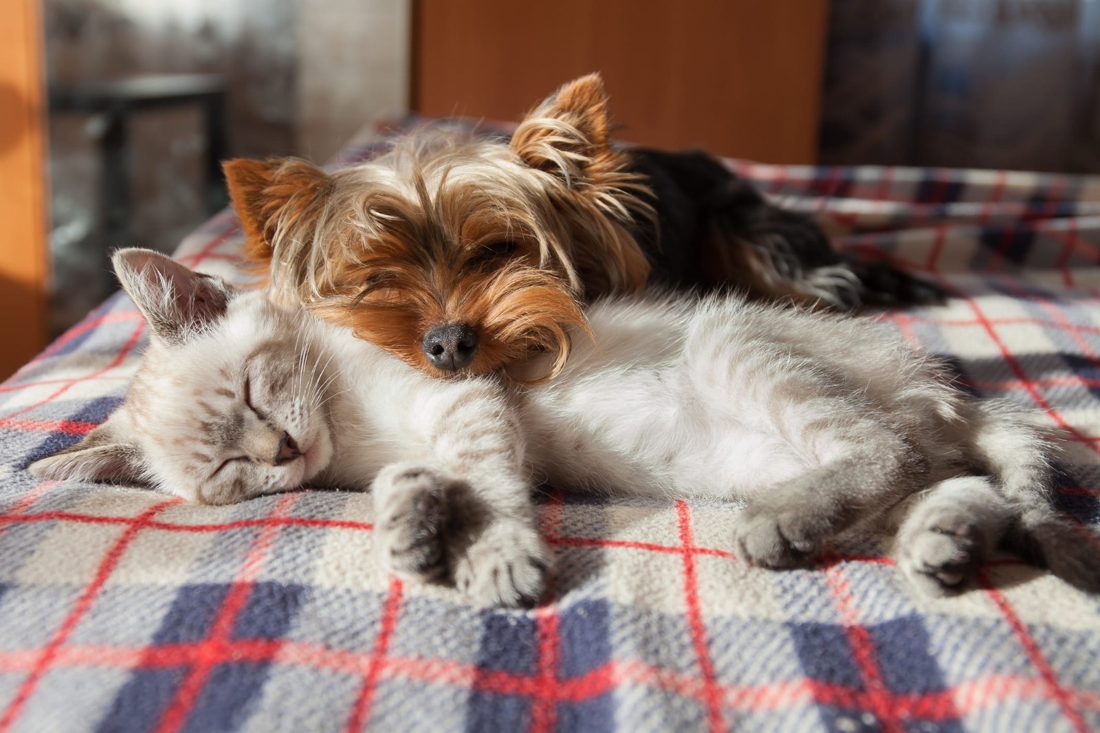 The Benefits of Having Multiple Pets in the Same Home.
