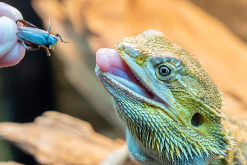 Supplements and micro-nutrients often overlooked in exotic pet care.