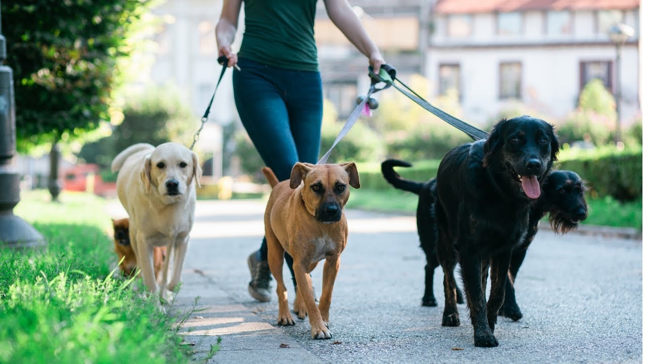 How to Start a Pet Sitting or Dog Walking Side Hustle.