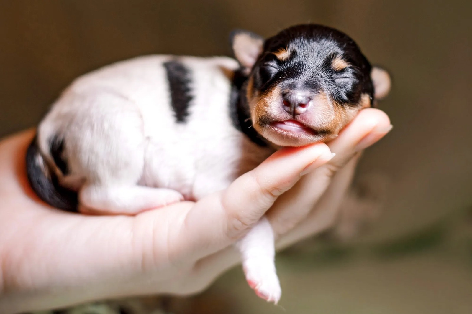Pet Adoption Stories That Will Melt Your Heart.