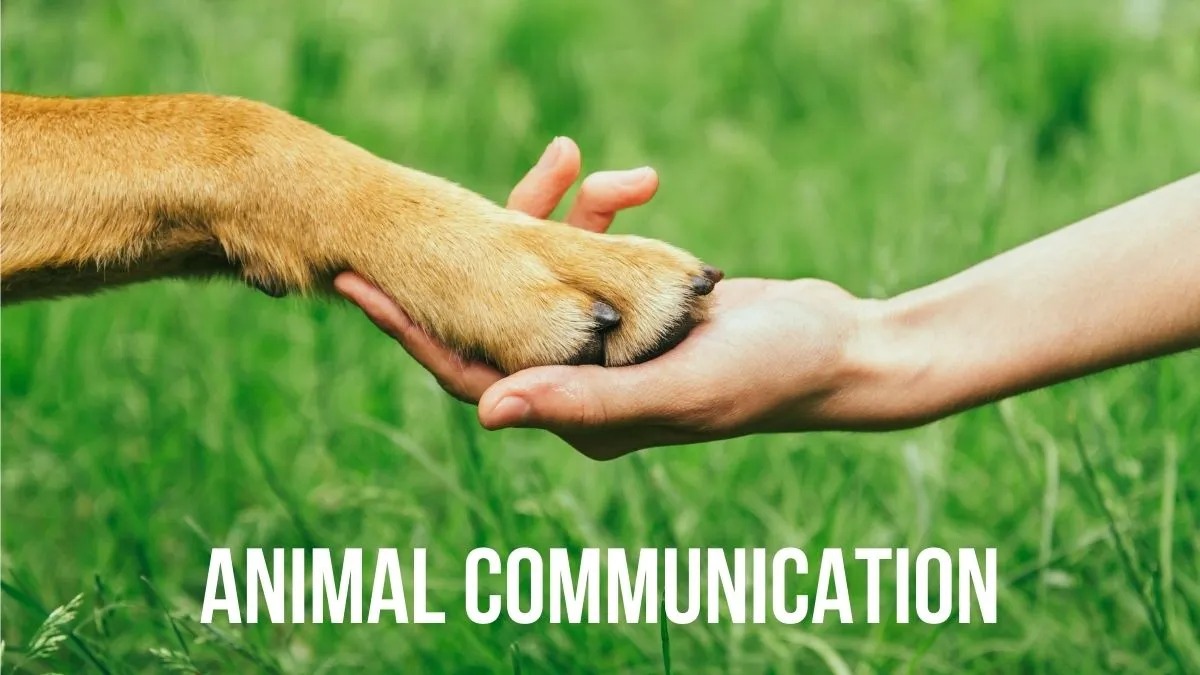 Pet Communication: Do They Really Understand What We Say?
