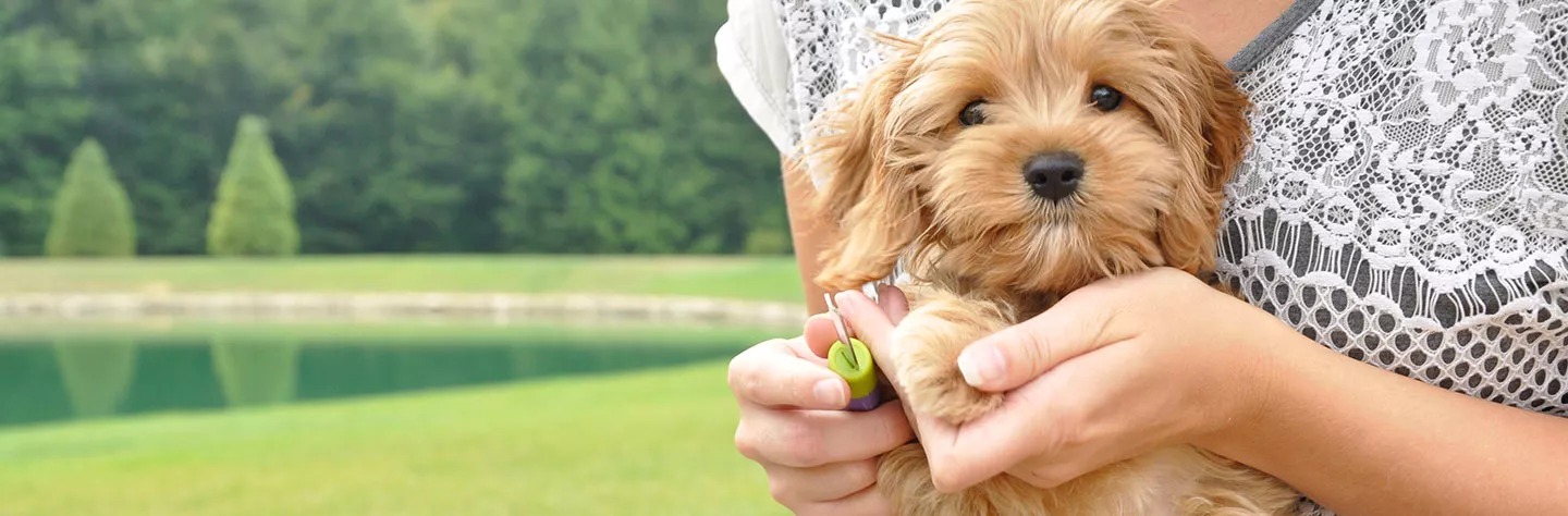 Coastal Pet Blog* – Coastal Pet introduces PetKORE, a new pet brand offering enrichment and grooming innovations from the founder of KONG.