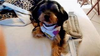 Petfinder Blog.