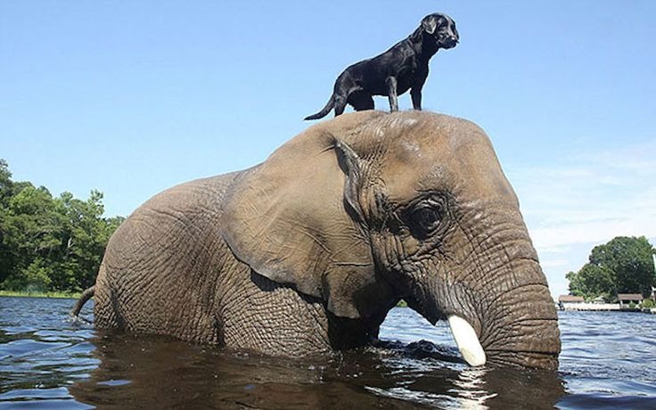 Unusual Pet Friendships That Will Melt Your Heart.