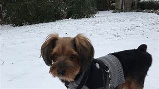 Seasonal Care Guide: Protecting Pets from Extreme Weather.