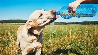 How Climate Change Is Affecting Pet Allergies.