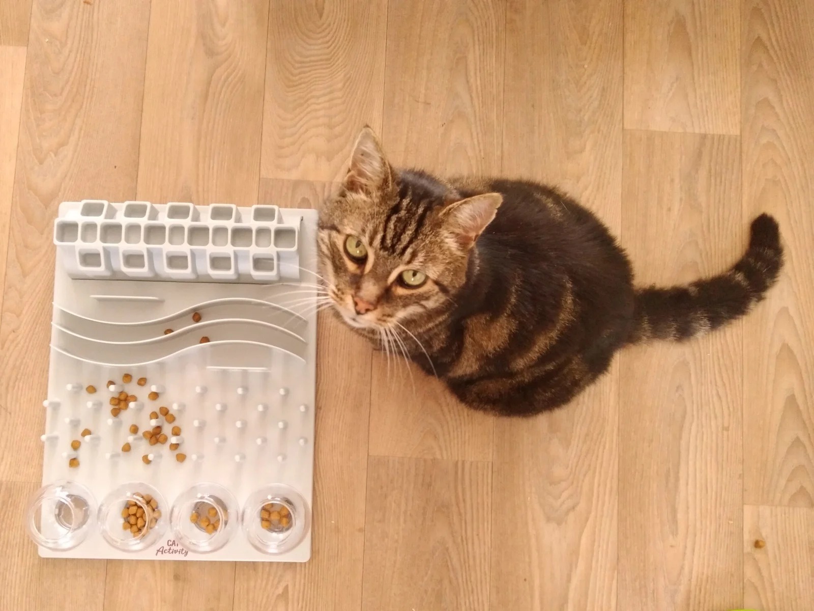 How to Keep Indoor Cats Mentally Stimulated.