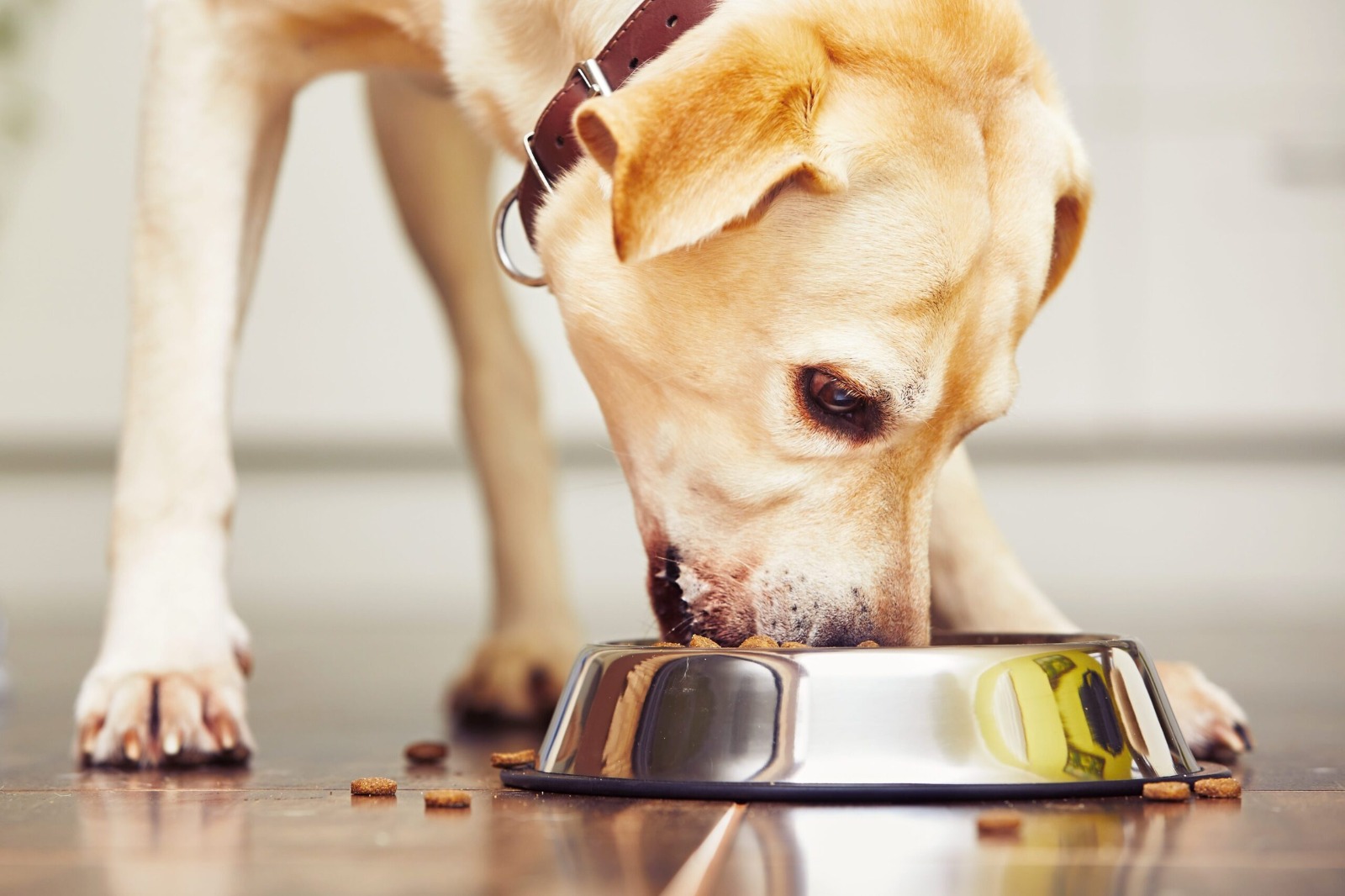 Pet Nutrition Myths Busted: What Science Really Says.