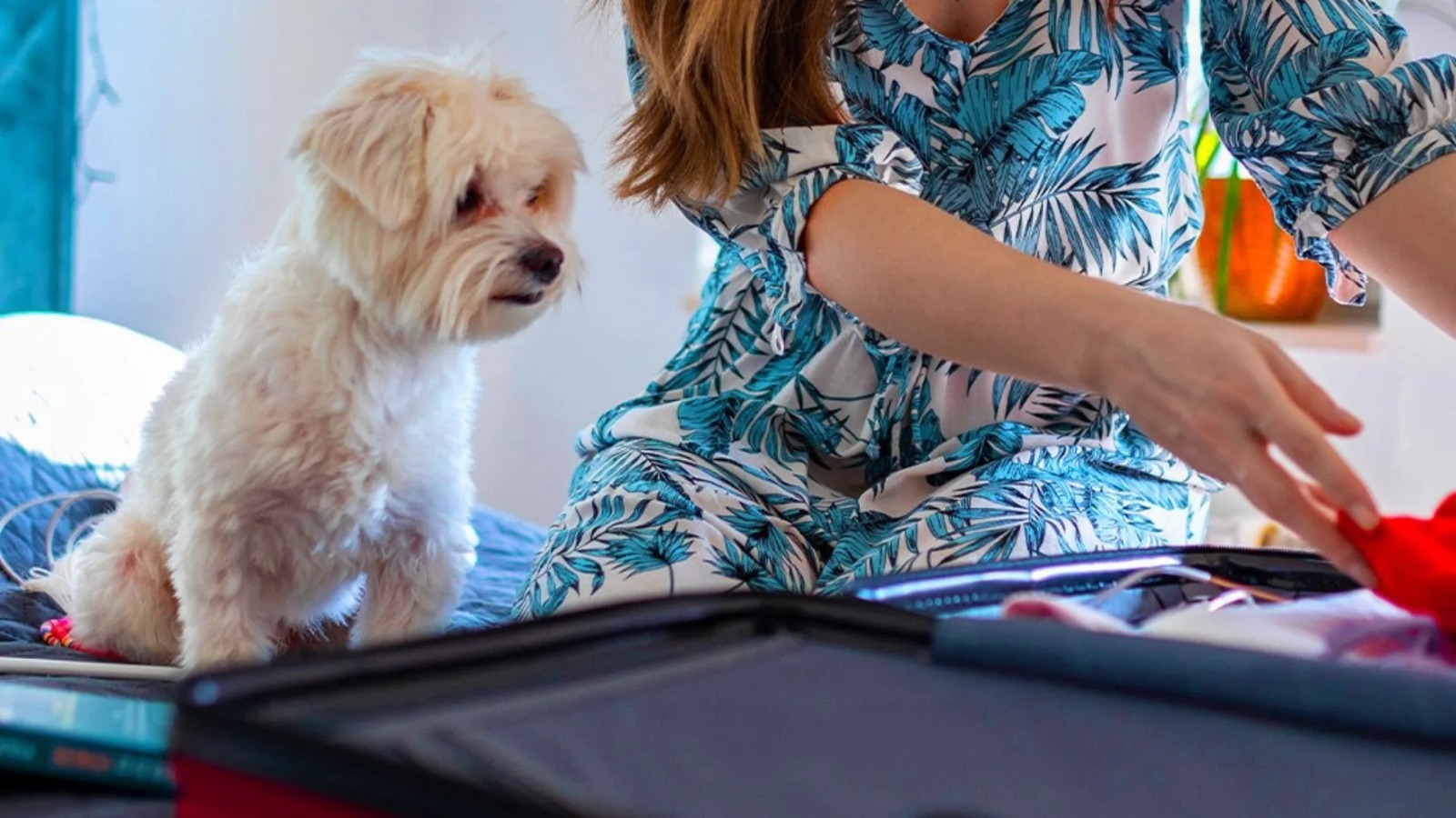Pet Travel Diaries* – Exploring pet-friendly airlines and hotels.