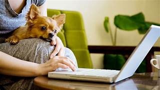 Virtual vet consultations: pros, cons, what owners need to know.