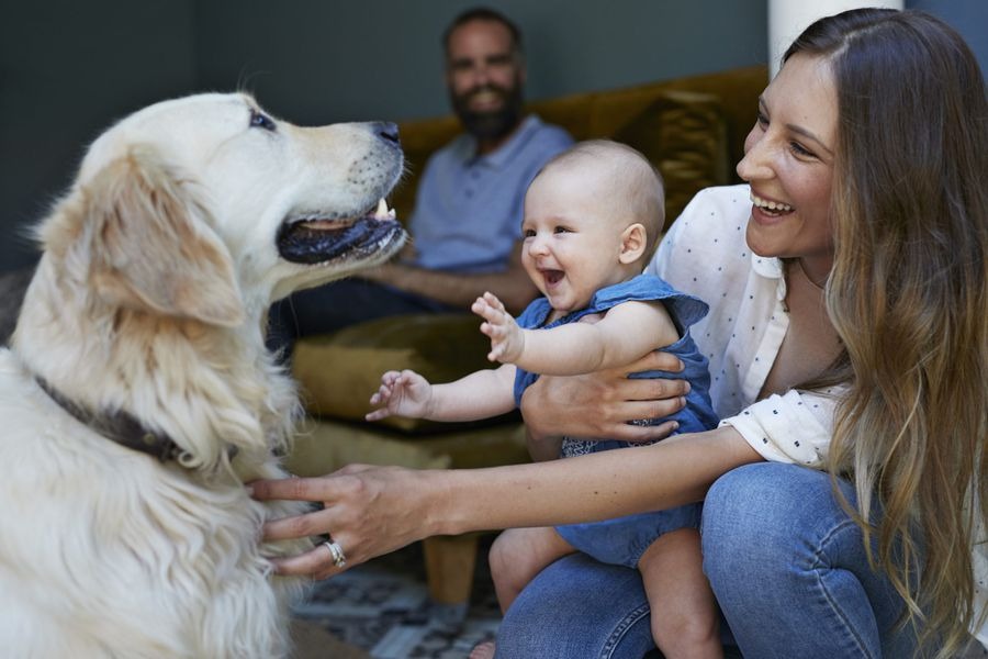 Minimalist Pet Parenting: Owning Less, Loving More.