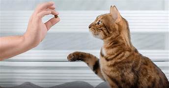 Can Cats Really Be Trained? Yes—Here’s How.